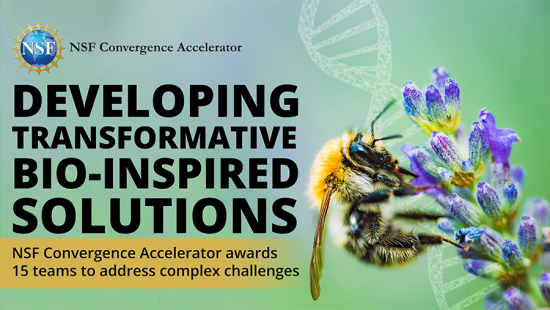 Bee collecting pollen from a flower next to text that reads Developing Transformative Bio-Inspired Solutions
